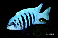 Metriaclima Zebra Chilumba Maison Reef