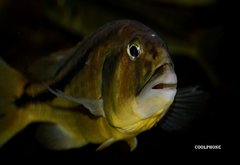 Aristochromis Christyi