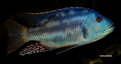 Nimbochromis Fuscotaeniatus