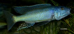 Champsochromis Caeruleus