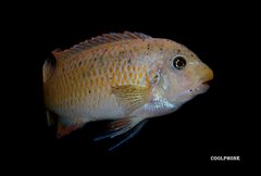 Labeotropheus Fuelleborni Thumbi West