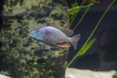 D.strigatus