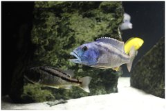 Aristochromis christyi