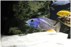 Aristochromis christyi