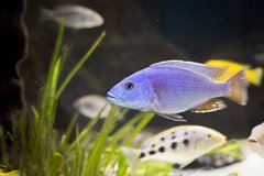 Nimbochromis Fuscoteaniatus