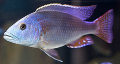 Nimbochromis Fuscoteaniatus