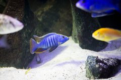 Scieanochromis Fryeri Ahli