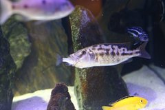 Tyrannochromis Nigriventer - opiekuńcza samica