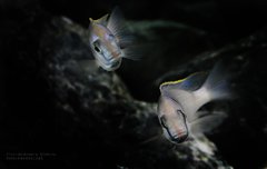 Więcej informacji o „Placidochromis Elektra Likoma - taniec godowy :)”