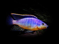 Protomelas (eclectochromis) Lobochilus Hertae
