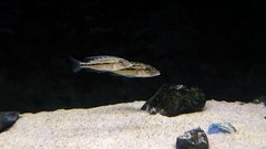 Tyrannochromis Maculiceps Malawi