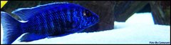 AULONOCARA CHILUMBA ELECTRIC BLUE