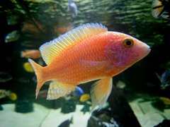 Aulonocara fire fish