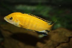 Labidochromis caeruleus