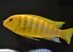 Metriaclima lombardoi