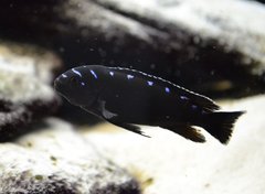 Pseudotropheus elongatus Neon Spot - Male