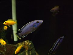 Melanochromis Kaskazini (Northern Blue)