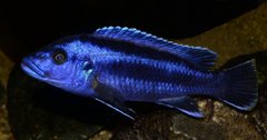 Melanochromis Kaskazini (Northern Blue)