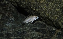 Labidochromis caeruleus nkhata bay f1