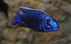 Więcej informacji o „Sciaenochromis fryeri iceberg”