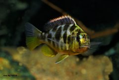 Więcej informacji o „Nimbochromis venustus”