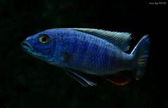 Sciaenochromis fryeri