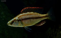 Dimidiochromis compressiceps (gold)