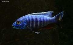 Sciaenochromis fryeri