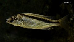 Mylochromis formosus