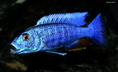 Sciaenochromis fryeri