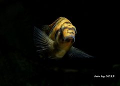 Mylochromis spec. 'lateristriga Makanjila'(mchuse)