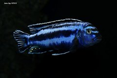 Więcej informacji o „Pseudotropheus cyaneorhabdos - maingano”