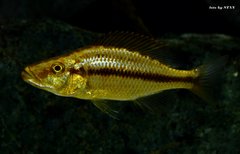 Dimidiochromis compressiceps