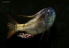 Nimbochromis fuscotaeniatus