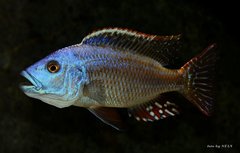 Nimbochromis fuscotaeniatus