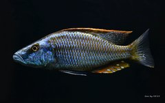 Dimidiochromis compressiceps