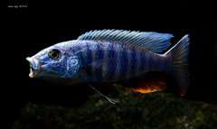 Sciaenochromis fryeri