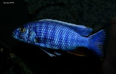 Sciaenochromis fryeri