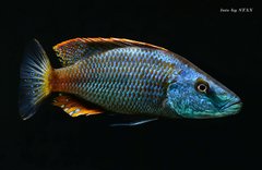 Dimidiochromis compressiceps