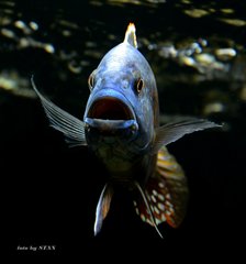 Nimbochromis fuscotaeniatus