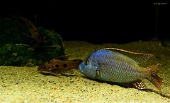 Nimbochromis fuscotaeniatus