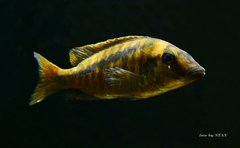 Mylochromis spec. 'lateristriga Makanjila'(mchuse)