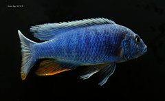 Sciaenochromis fryeri