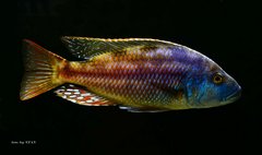 Nimbochromis fuscotaeniatus