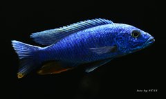 Sciaenochromis fryeri