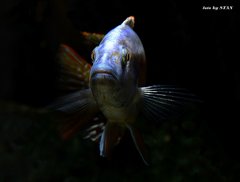 Nimbochromis fuscotaeniatus