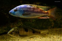 Nimbochromis fuscotaeniatus/ Trematocranus placodon