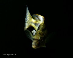 Mylochromis formosus