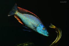 Dimidiochromis compressiceps