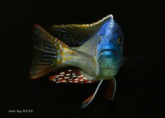 Nimbochromis fuscotaeniatus